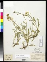 Isotype of Cardamine rockii Schulz, O.E. 1926 [family BRASSICACEAE]