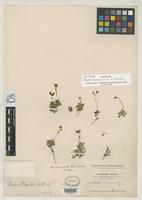 Isotype of Draba carnosula Schulz, O.E. 1927 [family BRASSICACEAE]