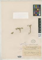 Syntype of Guilleminea gracilis Fries, R.E. 1905 [family AMARANTHACEAE]