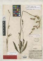 Isotype of Oplotheca floridana Nuttall, T. 1818 [family AMARANTHACEAE]
