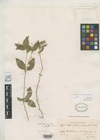 Isotype of Alternanthera micrantha Fries, R.E. 1920 [family AMARANTHACEAE]