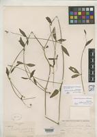 Filed as Alternanthera stellata var. glabrata Uline, E.B. & Bray, W.L. 1895 [family AMARANTHACEAE]