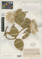 Isotype of Gomphrena macrocephala var. pulcherrima Chodat, R.H. 1901 [family AMARANTHACEAE]