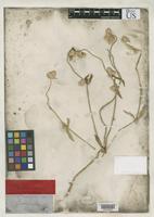 Isotype of Gomphrena sonorae Torrey, J. 1859 [family AMARANTHACEAE]