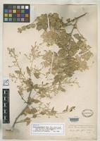 Filed as Iresine alternifolia Watson, S. 1889 [family AMARANTHACEAE]