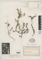 Holotype of Peperomia retropuberula Yuncker, T.G. 1955 [family PIPERACEAE]