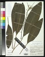 Isotype of Charpentiera densiflora Sohmer, S.H. 1972 [family AMARANTHACEAE]