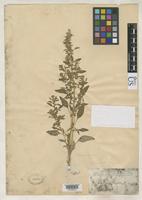 Filed as Amaranthus bigelovii Uline, E.B. & Bray, W.L. 1894 [family AMARANTHACEAE]