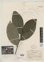 Holotype of Piper vicosanum Yuncker, T.G. 1966 [family PIPERACEAE]