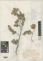 Isotype of Tapura orbicularis Ekman, E.L. 1924 [family DICHAPETALACEAE]