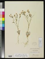 Isotype of Gilia latiflora var. cana Jones, M.E. 1898 [family POLEMONIACEAE]