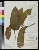 Isotype of Cordia protracta Johnston, I.M. 1940 [family BORAGINACEAE]