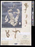 Holotype of Opuntia chaffeyi Britton & Rose [family CACTACEAE]