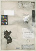 Holotype of Eugenia brevifolia Gray, A. 1854 [family MYRTACEAE]