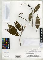 Holotype of Miconia ombrophila Wurdack, J.J. 1977 [family MELASTOMATACEAE]