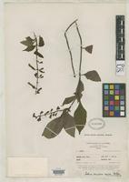 Isotype of Salvia venulosa Epling, C.C. 1936 [family LAMIACEAE]