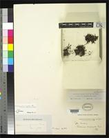 Filed as Trichomanes saxifragoides Presl, K.B. 1843 [family HYMENOPHYLLACEAE]