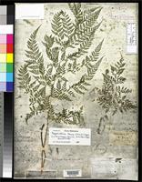 Holotype of Microlepia tenuis Brackenridge, W.D. 1854 [family DENNSTAEDTIACEAE]