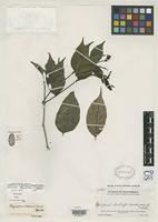 Isotype of Megalostoma viridescens Leonard, E.C. 1940 [family ACANTHACEAE]