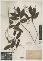 Isotype of Bertiera procumbens Schumann, K.M. & Krause, K. 1908 [family RUBIACEAE]