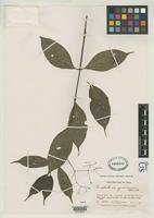 Isotype of Psychotria juninensis Standley, P.C. 1930 [family RUBIACEAE]