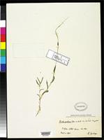 Filed as Perotis patens Gandoger, M. 1920 [family POACEAE]