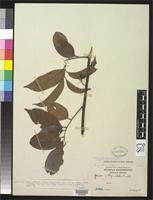 Isotype of Guioa multipunctata Radlkofer, L.A.T. 1917 [family SAPINDACEAE]