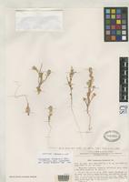 Isotype of Corispermum komarovii Iljin, M.M. 1936 [family CHENOPODIACEAE]