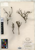 Isolectotype of Lyperia aspalathoides Bentham, G. 1836 [family SCROPHULARIACEAE]