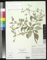 Isotype of Nototrichium divaricatum Lorence, D.H. 1996 [family AMARANTHACEAE]