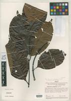 Isotype of Banisteriopsis schunkei Gates, B. 1982 [family MALPIGHIACEAE]