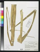 Isotype of Pandanus temehaniensis Moore, J.W. 1933 [family PANDANACEAE]