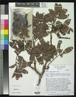 Isotype of Alfaroa guanacastensis Stone, D.E. 1977 [family JUGLANDACEAE]