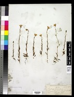 Saxifraga hirculus L. [family SAXIFRAGACEAE]