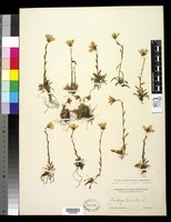 Saxifraga hirculus L. [family SAXIFRAGACEAE]