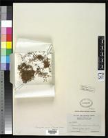 Isotype of Amaranthus minimus Standley, P.C. 1917 [family AMARANTHACEAE]