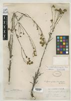 Isotype of Hymenopappus flavomarginatus Johnston, I.M. 1923 [family ASTERACEAE]