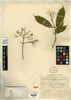 Isotype of Faramea eurycarpa Donnell Smith, J. 1907 [family RUBIACEAE]