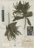 Isotype of Alseis yucatanensis Standley, P.C. 1930 [family RUBIACEAE]