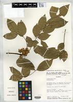 Isotype of Styphnolobium sporadicum Sousa, M., Rudd, V. E. 1993 [family FABACEAE]
