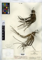 Isotype of Isoetes smithii Fuchs, H. P. 1986 [family ISOETACEAE]