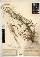 Isotype of Perotis patens Gandoger, M. 1920 [family POACEAE]