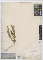Calystegia occidentalis subsp. fulcrata (A. Gray) Brummitt [family CONVOLVULACEAE]