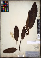 Castanea sativa Mill. [family FAGACEAE]