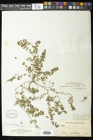 Euphorbia prostrata Aiton [family EUPHORBIACEAE]