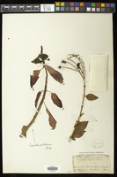 Euphorbia pulcherrima Willd. ex Klotzsch [family EUPHORBIACEAE]