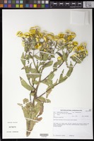 Helichrysum cooperi Harv. [family ASTERACEAE]