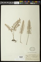 Pleopeltis polypodioides (L.) E.G. Andrews & Windham [family POLYPODIACEAE]