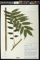 Ptisana fraxinea (Sm.) Murdock [family MARATTIACEAE]