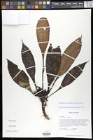 Filed as Trichodrymonia aurea (Wiehler) M.M. Mora & J.L. Clark [family GESNERIACEAE]